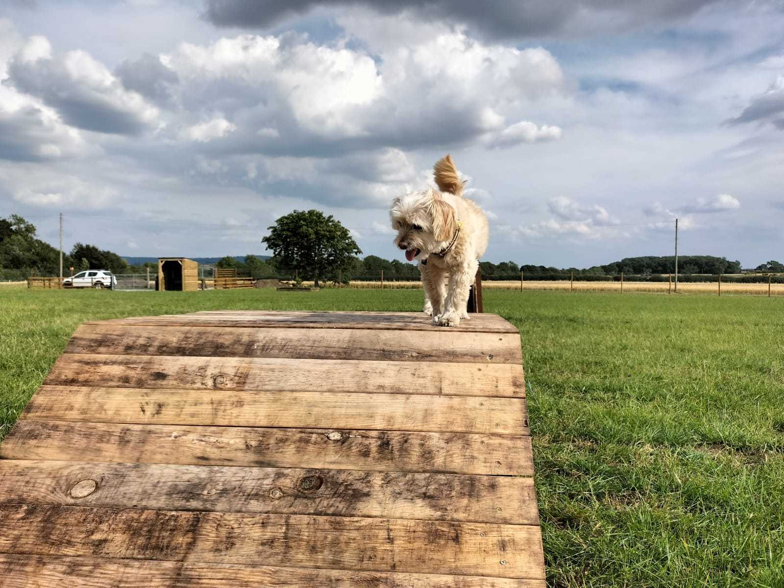 Acres Canine Field Northallerton