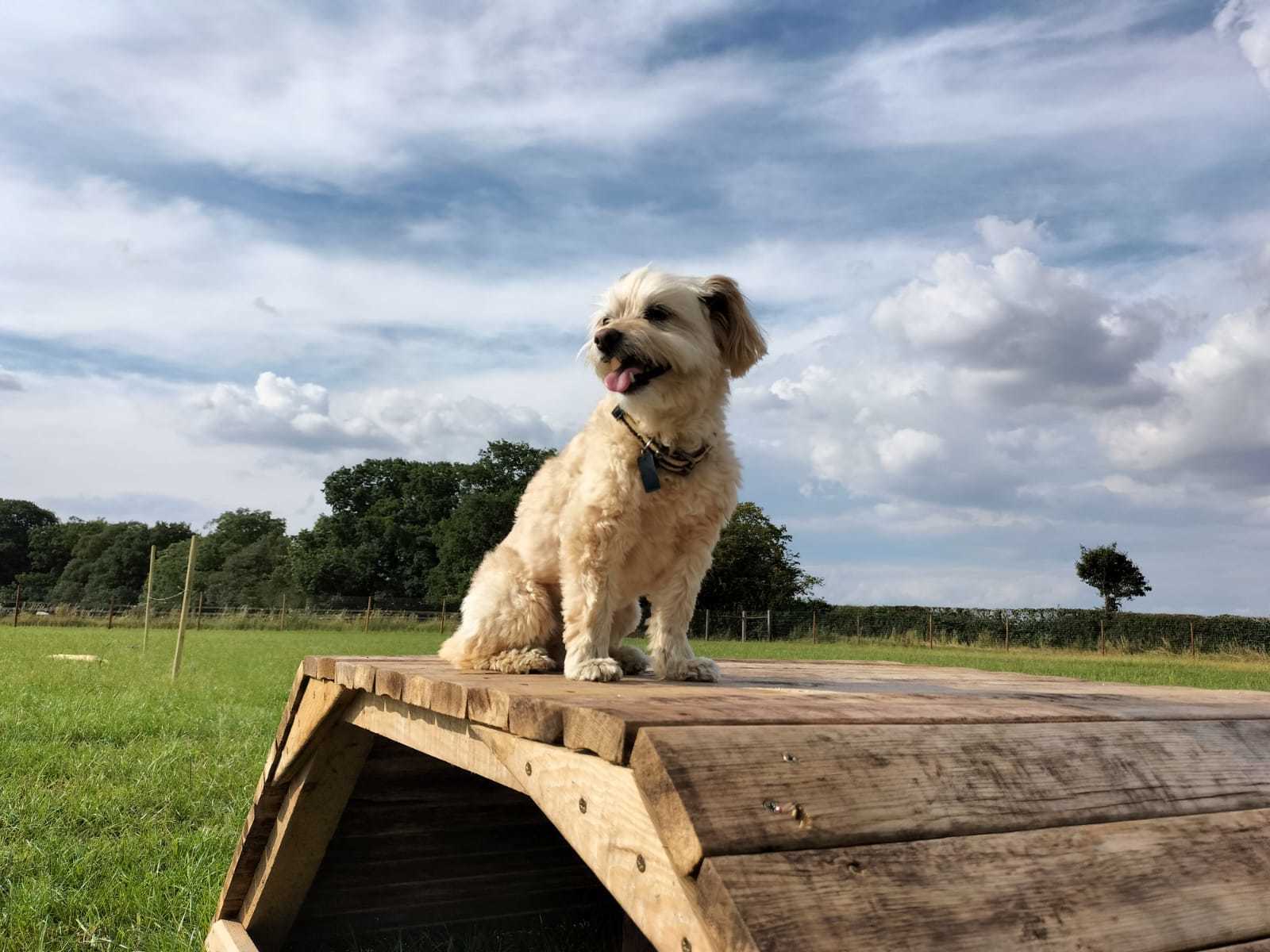 5 Acres Canine Field Northallerton