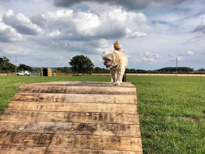 5 Acres Canine Field Northallerton